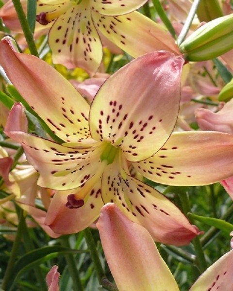 Lilium Corsage